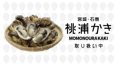 宮城・石巻 桃浦かき：取り扱い中