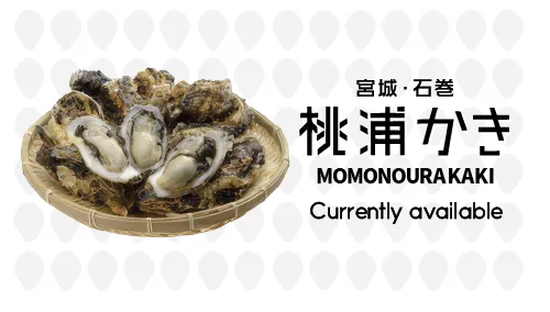 Miyagi, Ishinomaki MOMONOURA Oysters: Available now